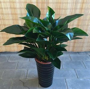 金钻植物 盆栽花 大叶 室内的实时信息