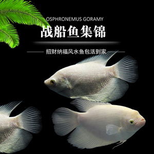 红眼战船白招财鱼黑眼黄金战船古战船风水鱼龙鱼热带观赏鱼活体鱼