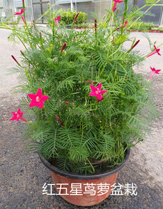五角星花盆栽 羽叶茑萝花苗的实时信息