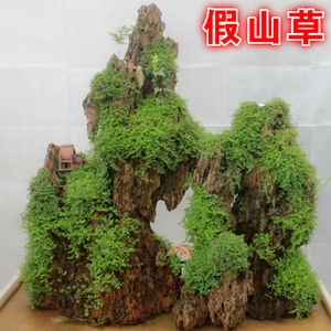 吸水石假山植物种子的实时信息
