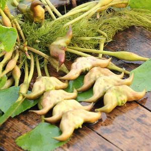野生菱角苗水生植物漂浮型植物池塘绿化水葫芦夏季菱角苗种子包邮