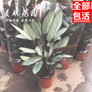飞羽竹芋 植物 盆栽 室内包邮的实时信息