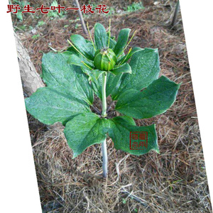 野生重楼盆栽七叶一枝花种苗多年生药材庭院阳台盆栽种植包活