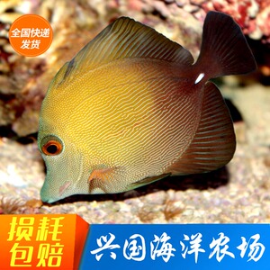 三角吊 海水观赏鱼活体珊瑚缸除藻食藻快递发货定水包活蓝吊类