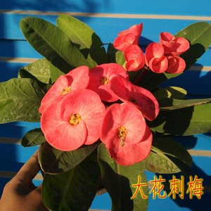 【虎刺红精选推荐】虎刺红价格,图片_上海生活网
