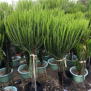 澎珊瑚多肉植物 膨珊瑚盆栽 景观大戟科 室内外庭院种植 喜温暖