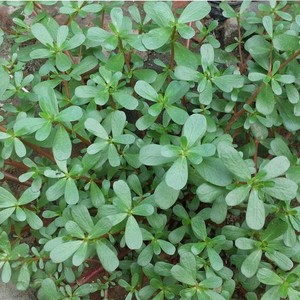 新鲜现摘野生马齿苋 马苋菜有机蔬菜 马蜂菜 长寿菜特产3斤装包邮
