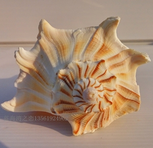 天然海螺贝壳超大珍稀名螺左旋螺 佛教大法螺 招财转运螺收藏摆件