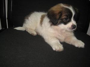 土狗活体田园犬家养土狗幼犬活体宠物狗狗狮子狗哈巴狗土串包活