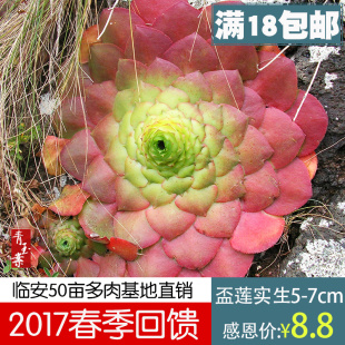 莲花掌属多肉植物 实生苗 杯莲杯莲 法师 aeonium glandulosum