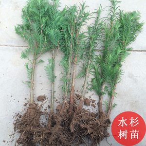 水杉树苗盆栽绿化庭院行道树 span class=h></p></a>云杉 /span>小苗南北方