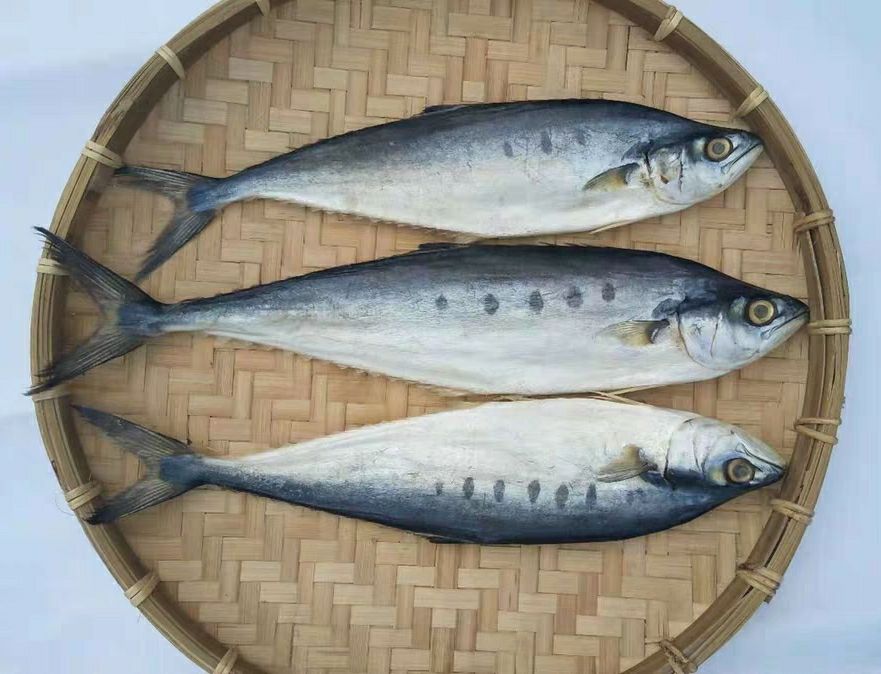 北海特产 北海南海马鲛鱼干特产海鲜干货鲅鱼干咸鱼干 500g