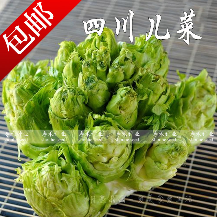 包邮 精品四川儿菜种子 早熟抱子芥娃娃菜胖儿菜秋季阳台四季蔬菜