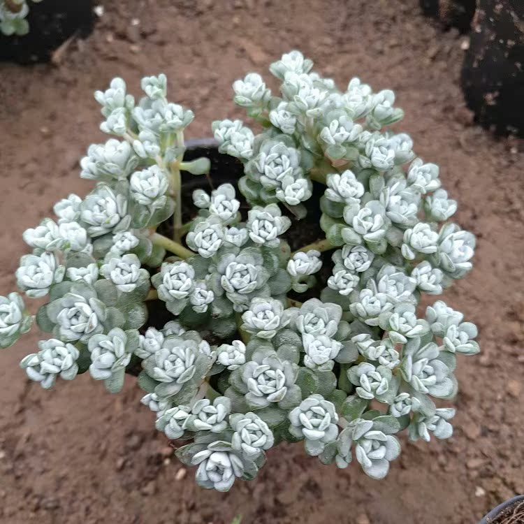 韩国进口多肉植物 肉肉植物 白霜 红霜 办公多肉植物 绿植花卉