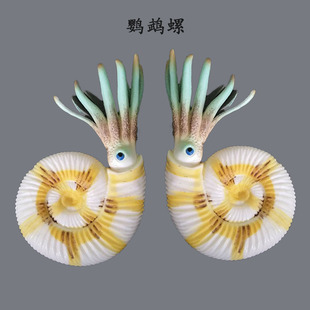 奇迹系列 鹦鹉螺 远古野生动物仿真模型玩具摆件