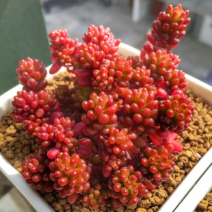 进口多肉植物 红色浆果群生 状态好 淘多肉云南基地 精品多肉植物