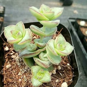 星王子多肉植物价格