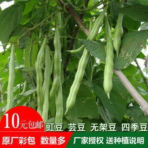 种子蔬菜四季豆专场