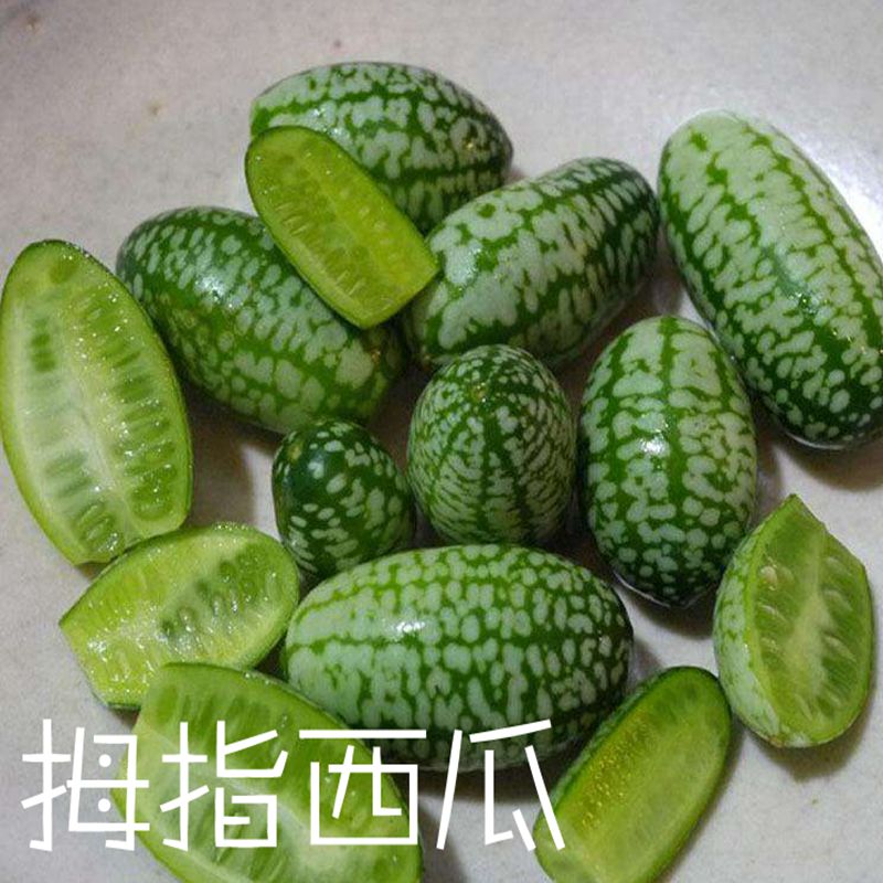 拇指西瓜种子有机拇指四季播迷你水果阳台可留种进口小盆栽种子