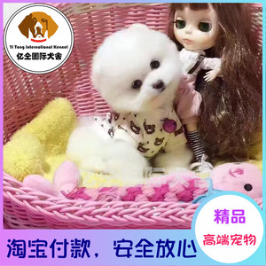 家养纯种茶杯犬宠物狗狗活体图片
