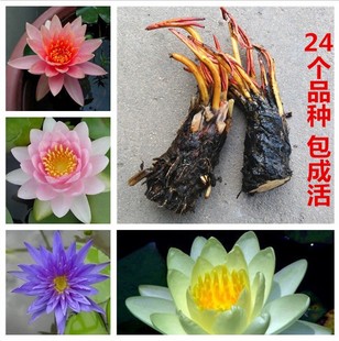 四季水生植物大小睡莲根块水培花根茎冬季盆栽百合水仙芍药彼岸花