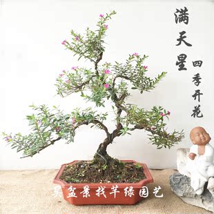 六月雪盆景满天星开紫花白花绿植室内外老桩盆景造型植物办公室桌