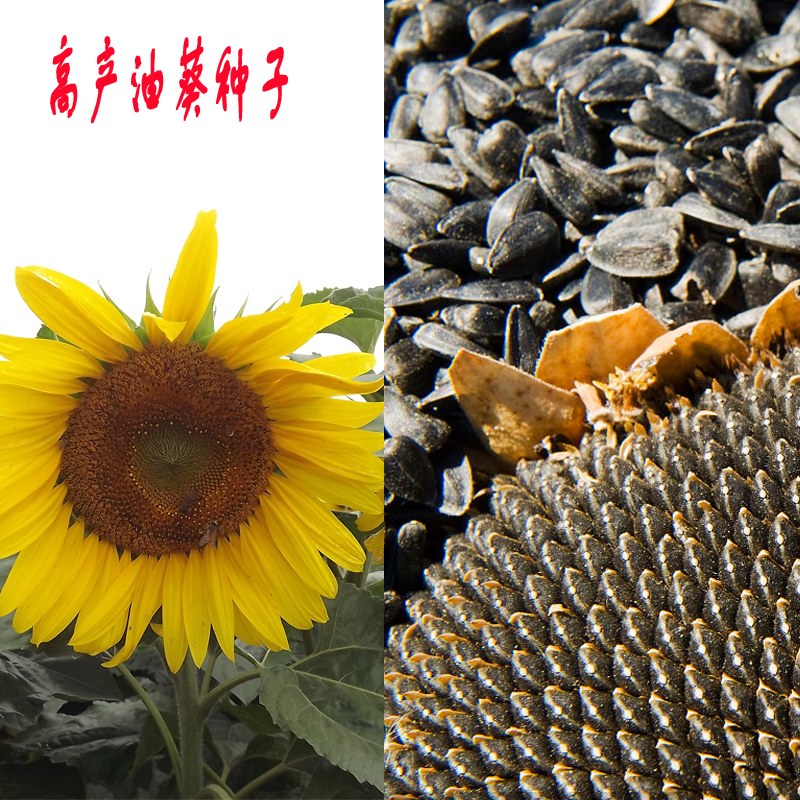 矮大头fd2916 油葵向日葵种子200g 葵花籽 出油高 棵矮 高产包邮