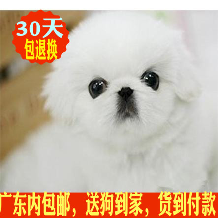 出售纯种京巴幼犬狗/茶杯家庭犬/北京小型幼犬活体萌宠宠物狗狗