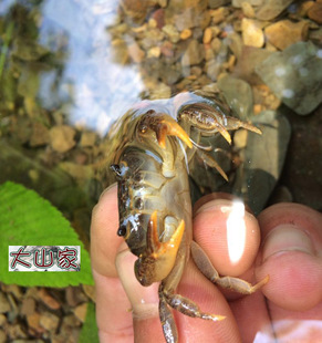 野生河蟹螃蟹毛蟹溪蟹 水族宠物可爱萌宠 大小都有淡水观赏活体