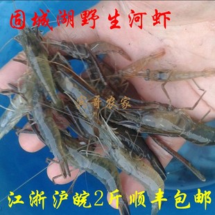 固城湖野生大河虾鲜活有机淡水活虾新鲜青虾草虾活体黑鱼黄鳝包邮