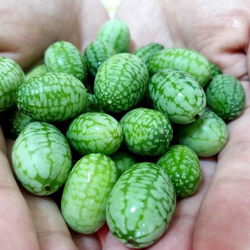 荷兰佩普基诺拇指西瓜种子迷你小西瓜籽非转基因庭院爬藤水果种子