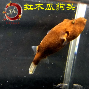 红木瓜狗头 免邮 进口鱼 凶猛鱼 观赏鱼 价格美丽现货 span class=h>