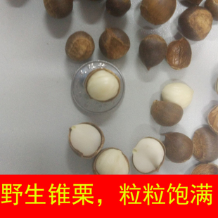 现货深山野生米椎栗新鲜椎子生锥栗圆毛栗子榛子坚果零食3斤包邮