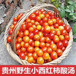 贵州黎平土 span class=h>特产 /span>野生小西红柿酸汤新鲜番茄毛辣