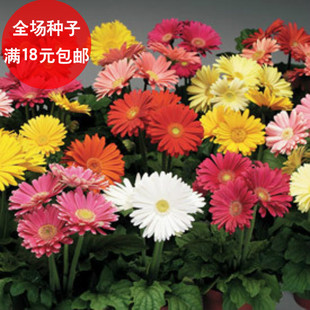 四季易种非洲菊混色花种子扶郎花千日菊庭院阳台盆栽花草种子