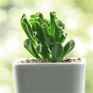 吸财树 招财聚财 吉祥如意 span class=h>多肉 /span>植物多头高6cm