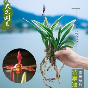 兰花苗墨兰金边矮种靓艺兰花 达摩冠 兰花盆栽种子花卉观叶植物