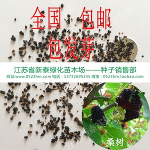 桑树种子 大叶桑树净籽蚕桑子 桑叶做蚕饲料桑  span class=h>桑葚 