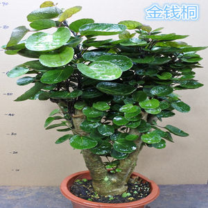 class=h>树 /span>桩盆景 span class=h>圆 /span> span class=h>叶 图片