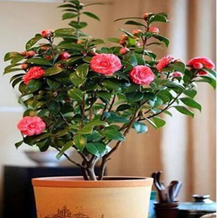 山茶花