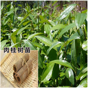 肉桂树苗桂皮树图片