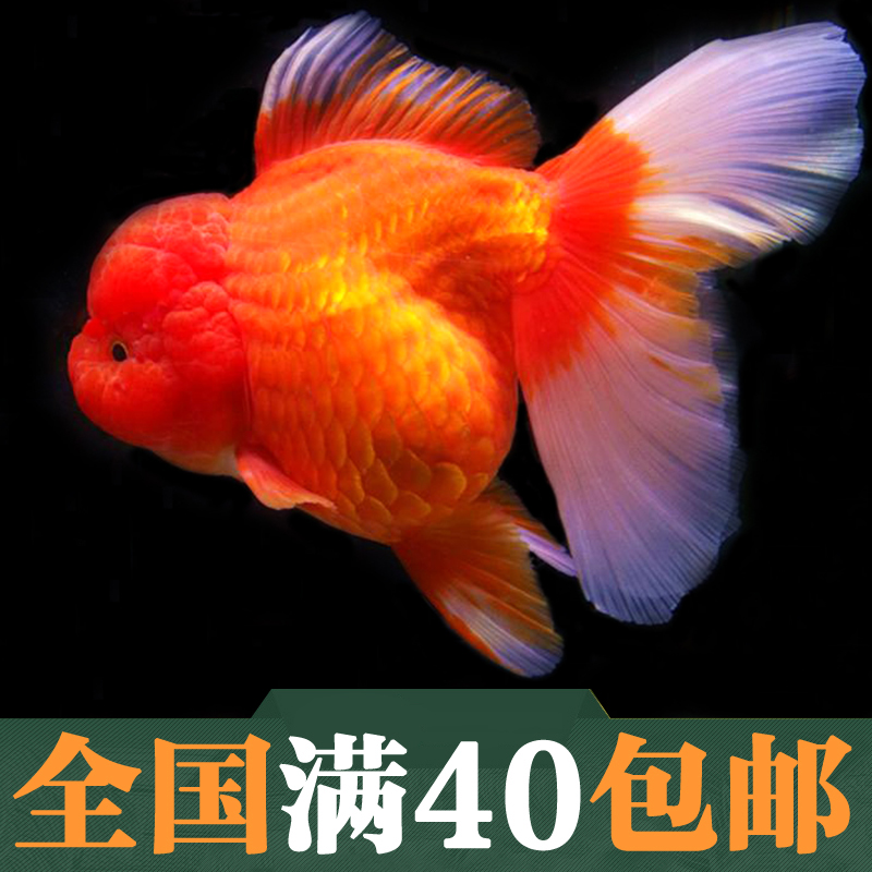 金鱼活体观赏鱼精品f1红金泰狮百褶裙尾水族宠物招财风水鱼苗水族