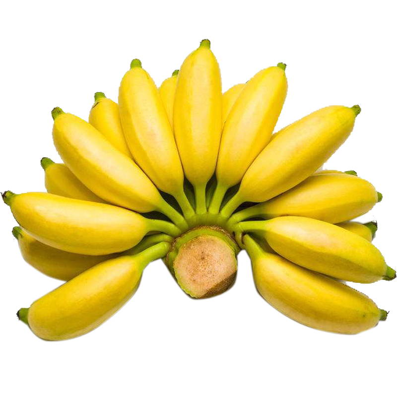 广西小米蕉鸡蕉新鲜banana酸甜皇帝蕉海南芭蕉香蕉水果带箱10斤