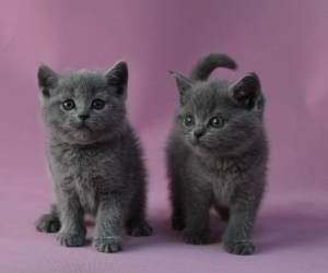 猫咪蓝猫宠物活体纯种英国 span class=h>短毛 /span>猫幼猫英短美短