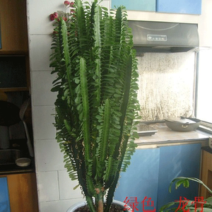 龙骨盆栽植物三角霸王鞭客厅绿植净化空气彩色龙骨大型仙人掌 ￥ 14.