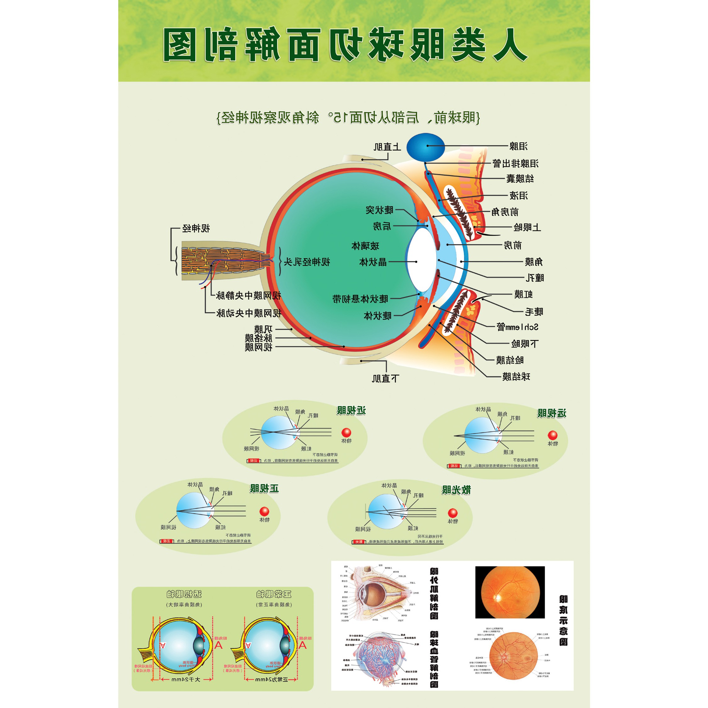 眼球解剖图泪腺分布图 人体眼部肌肉血管结构图 医院医学宣传海报