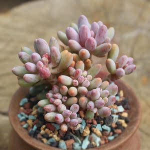 婴儿手指群生多头多肉植物萌肉肉多肉绿植花卉室内 span class=h>阳台