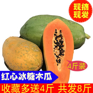 现摘海南特产冰糖红心木瓜 当季青皮红心牛奶木瓜新鲜水果批发木瓜水果