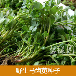 四季播种苦麦菜种子食用天然野菜蔬菜籽香草苦麻菜芥菜马齿苋种子$7.