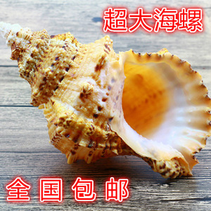 一个包邮天然海螺 span class=h>贝壳 /span> span class=h>珊瑚 